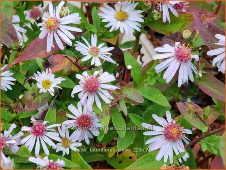 Aster lateriflorus &#39;Chloe&#39;