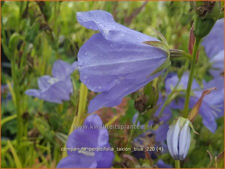 Campanula persicifolia &#39;Takion Blue&#39;