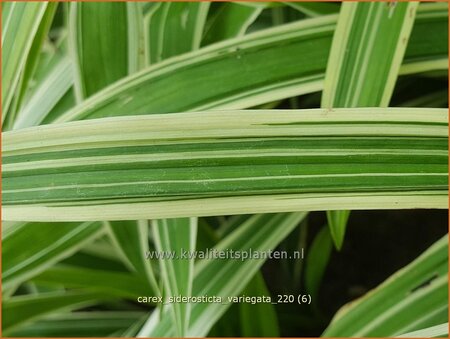 Carex siderosticta &#39;Variegata&#39;