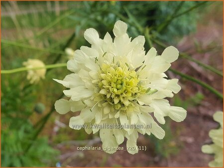 Cephalaria gigantea