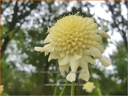 Cephalaria gigantea