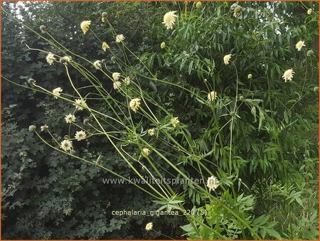 Cephalaria gigantea