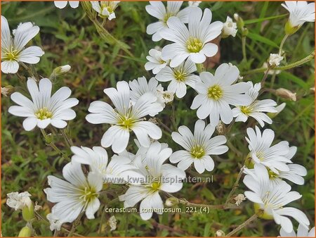 Cerastium tomentosum