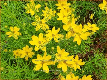 Coreopsis verticillata