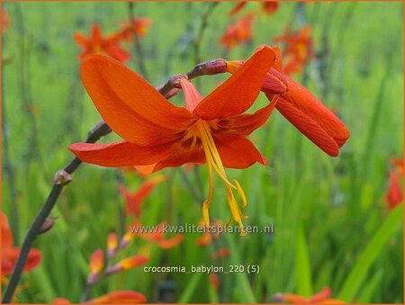 Crocosmia &#39;Babylon&#39;