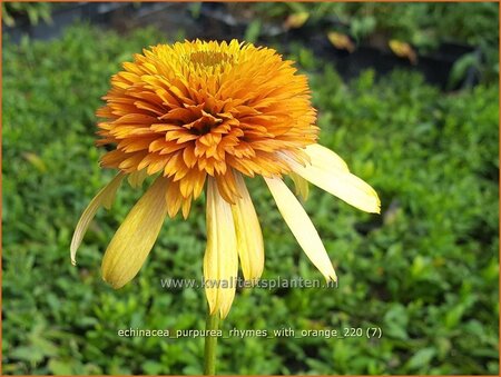 Echinacea purpurea &#39;Rhymes with Orange&#39;