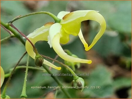 Epimedium franchetii &#39;Brimstone Butterfly&#39;