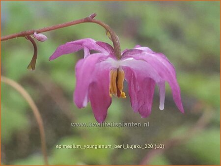 Epimedium youngianum &#39;Beni-kujaku&#39;