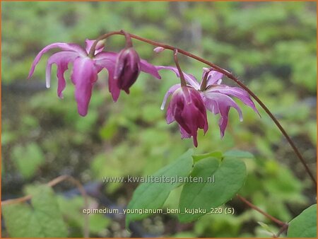 Epimedium youngianum &#39;Beni-kujaku&#39;