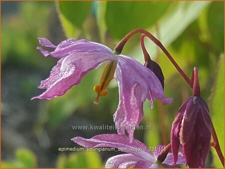 Epimedium youngianum &#39;Beni-kujaku&#39;