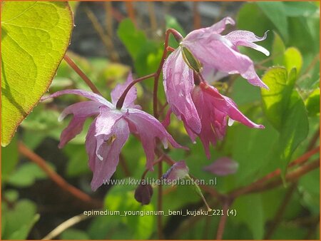 Epimedium youngianum &#39;Beni-kujaku&#39;