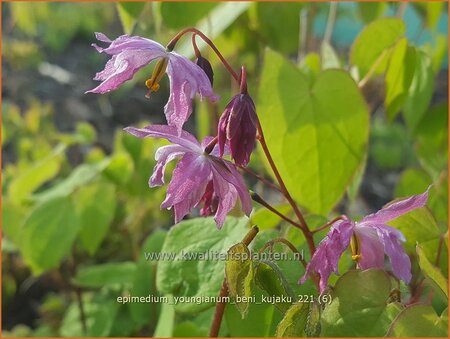 Epimedium youngianum &#39;Beni-kujaku&#39;