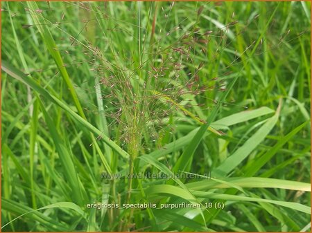 Eragrostis spectabilis &#39;Purpurflirren&#39;