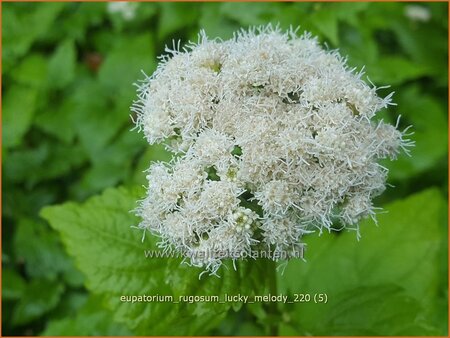 Eupatorium rugosum &#39;Lucky Melody&#39;