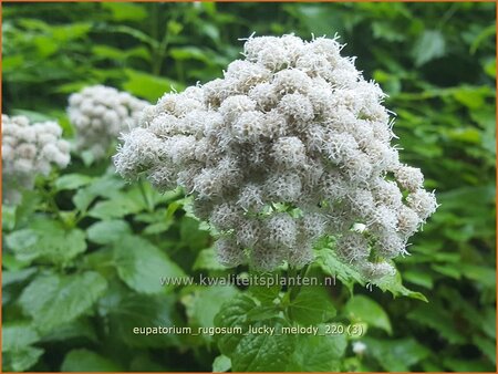 Eupatorium rugosum &#39;Lucky Melody&#39;