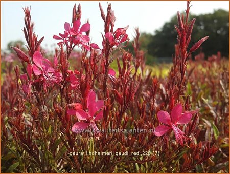 Gaura lindheimeri &#39;Gaudi Red&#39;