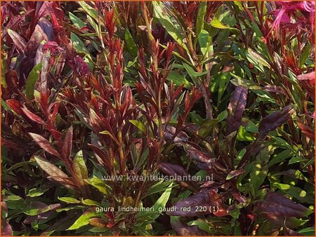 Gaura lindheimeri &#39;Gaudi Red&#39;