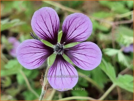 Geranium &#39;Salome&#39;