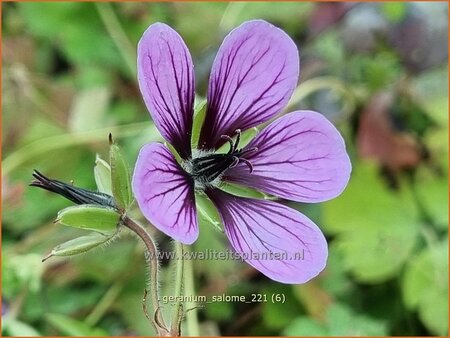 Geranium &#39;Salome&#39;