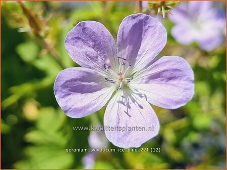 Geranium sylvaticum &#39;Ice Blue&#39;