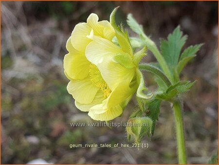 Geum rivale &#39;Tales of Hex&#39;