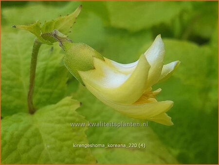 Kirengeshoma koreana