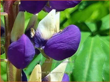 Lupinus &#39;The Governor&#39;