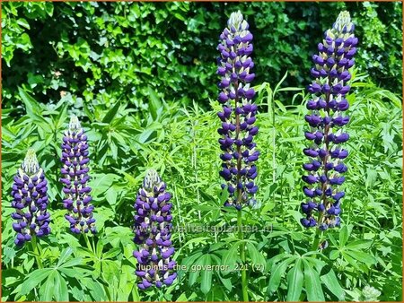 Lupinus &#39;The Governor&#39;