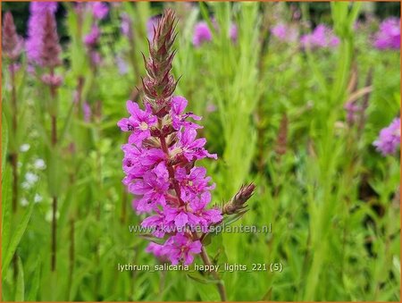 Lythrum salicaria &#39;Happy Lights&#39;