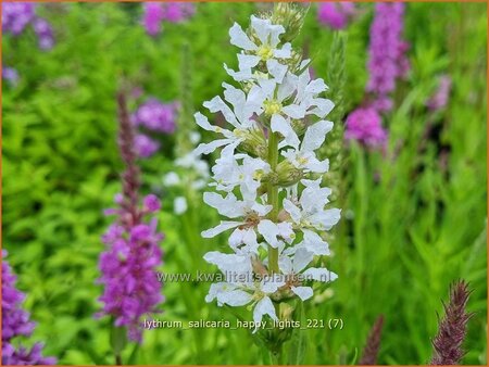 Lythrum salicaria &#39;Happy Lights&#39;