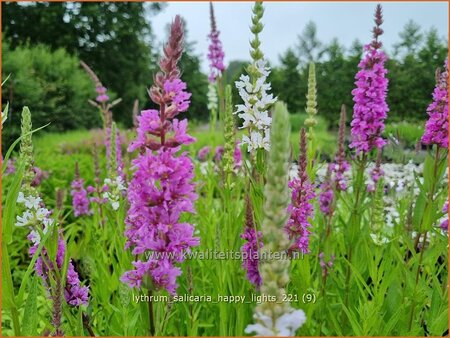 Lythrum salicaria &#39;Happy Lights&#39;