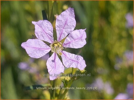 Lythrum virgatum &#39;Sunfields Beauty&#39;