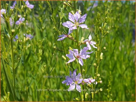 Lythrum virgatum &#39;Sunfields Beauty&#39;