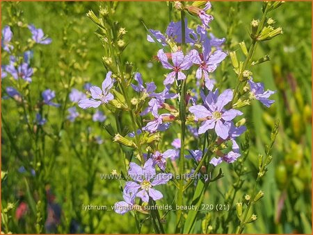 Lythrum virgatum &#39;Sunfields Beauty&#39;