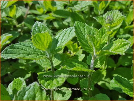 Mentha spicata &#39;Weinminze&#39;