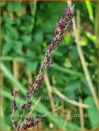 Molinia arundinacea &#39;Black Arrow&#39;