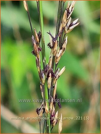 Molinia arundinacea &#39;Black Arrow&#39;