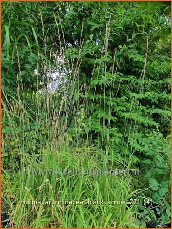 Molinia arundinacea &#39;Black Arrow&#39;