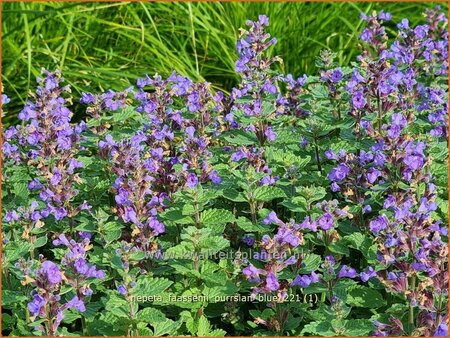 Nepeta faassenii &#39;Purrsian Blue&#39;