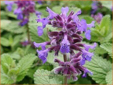 Nepeta racemosa &#39;Odeur Citron&#39;