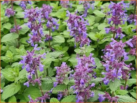 Nepeta racemosa &#39;Odeur Citron&#39;