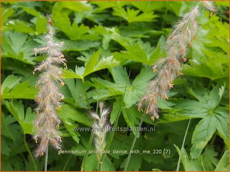 Pennisetum orientale &#39;Dance With Me&#39;