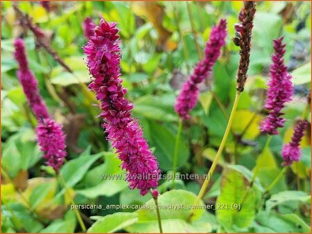 Persicaria amplexicaulis &#39;Amethyst Summer&#39;