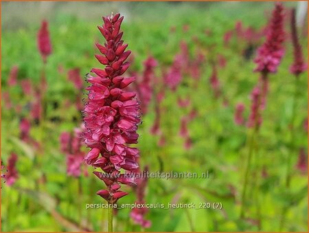 Persicaria amplexicaulis &#39;Heutinck&#39;