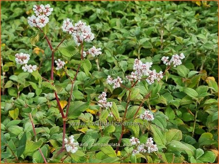 Persicaria campanulata &#39;Alba&#39;