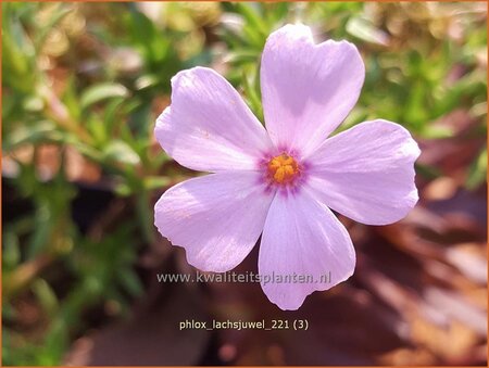 Phlox &#39;Lachsjuwel&#39;