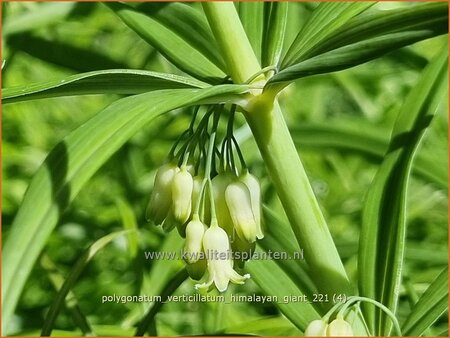 Polygonatum verticillatum &#39;Himalayan Giant&#39;