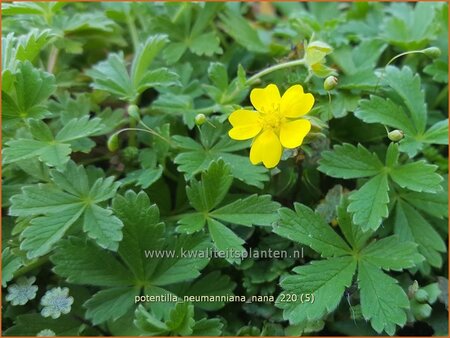 Potentilla neumanniana &#39;Nana&#39;