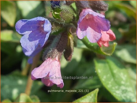 Pulmonaria &#39;Majesté&#39;