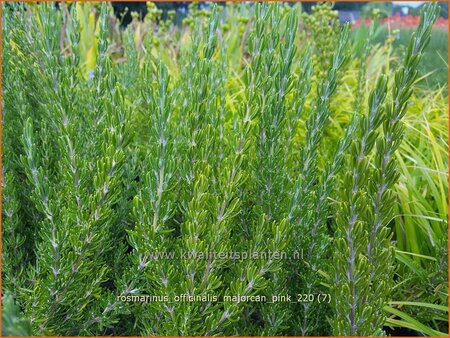 Rosmarinus officinalis &#39;Majorcan Pink&#39;